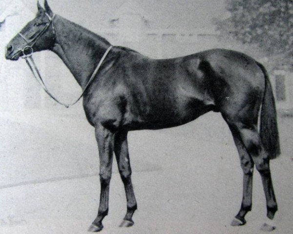 stallion Masthead xx (Thoroughbred, 1944, from Blue Peter xx)