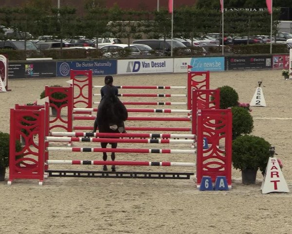 Belgisch Kampioenschap 4-5 Jarigen Paarden