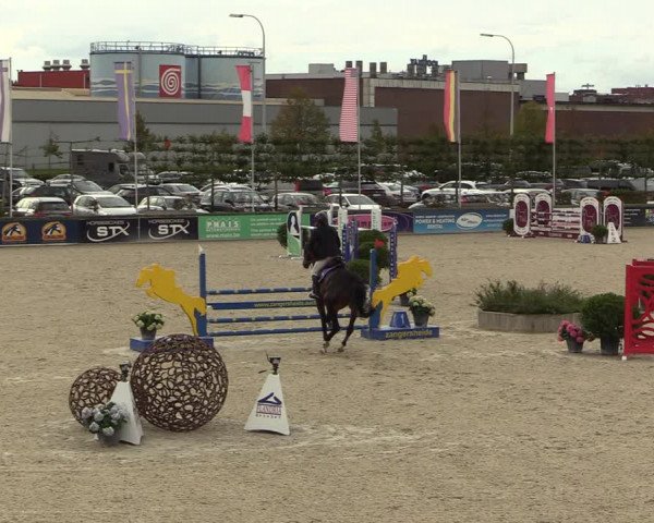 Belgisch Kampioenschap 4-5 Jarigen Paarden