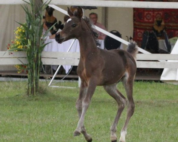 broodmare VA Aliha (Arabian thoroughbred, 2014, from Emir Khazar ox)