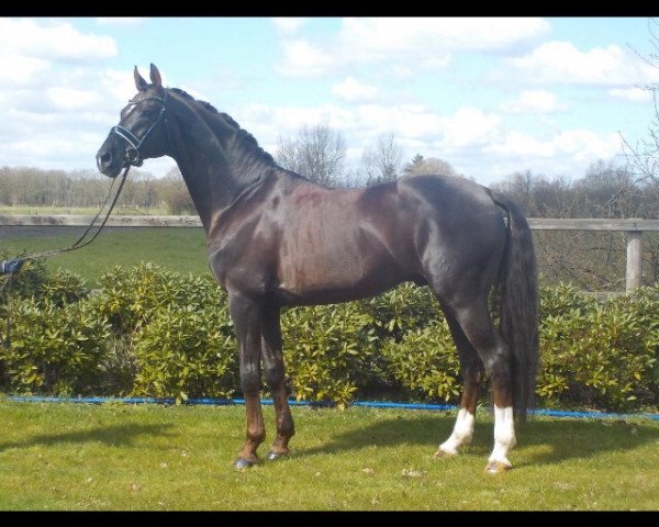 stallion Bonard de Charry (Hanoverian, 2008, from Brentano II)