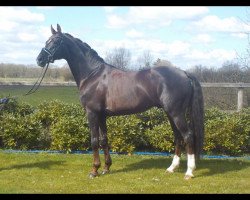 stallion Bonard de Charry (Hanoverian, 2008, from Brentano II)