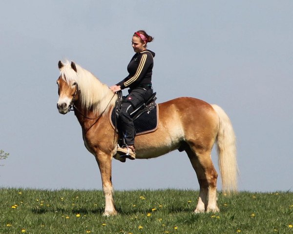 Pferd Domenico (Haflinger, 2009, von Waldess Liz. 250/T)