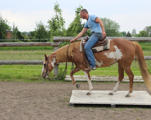 horse Codes Sweetest Beety (Paint Horse, 2002)