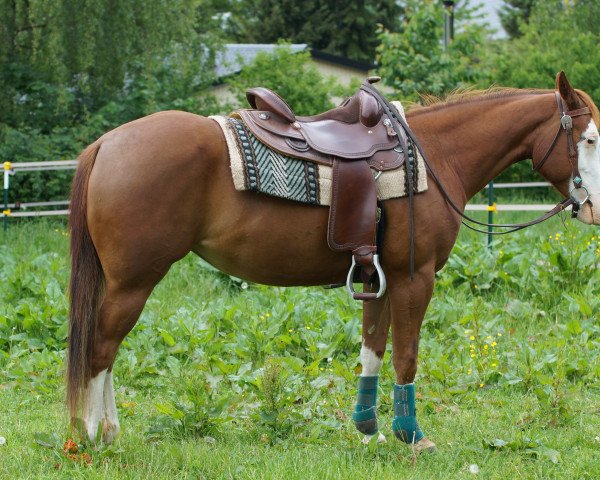 horse Shiny Smokin Bonnie (Quarter Horse, 2012)