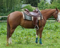 Pferd Shiny Smokin Bonnie (Quarter Horse, 2012)