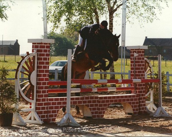 horse Uranus van ter Weerde (Belgian Warmblood, 1997, from Graf Grannus)