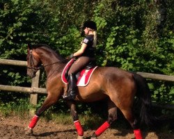 dressage horse Rookie (Westphalian, 2004, from Roh Magic)