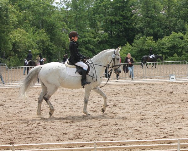 dressage horse Sunny Boy 269 (German Riding Pony, 2000, from Zandheuvel's Sunny Boy)