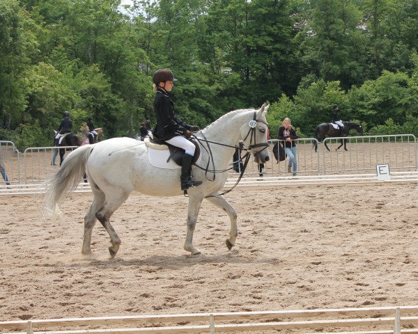 Dressurpferd Sunny Boy 269 (Deutsches Reitpony, 2000, von Zandheuvel's Sunny Boy)