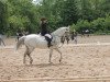 dressage horse Sunny Boy 269 (German Riding Pony, 2000, from Zandheuvel's Sunny Boy)