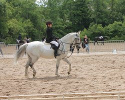 dressage horse Sunny Boy 269 (Deutsches Reitpony, 2000, from Zandheuvel's Sunny Boy)