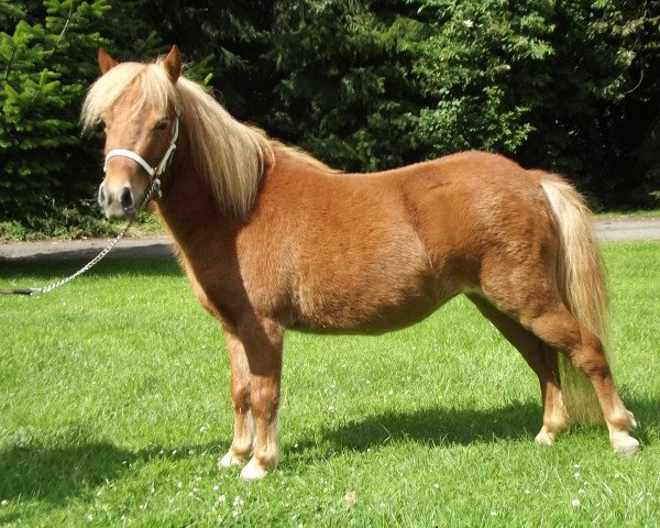 Zuchtstute Ratina (Dt.Part-bred Shetland Pony, 2011)