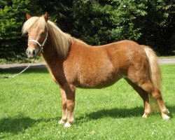 horse Ratina (Dt.Part-bred Shetland Pony, 2011)