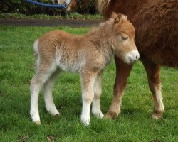 Pferd Pit (von Pilot) (Dt.Part-bred Shetland Pony, 2015, von Pilot)