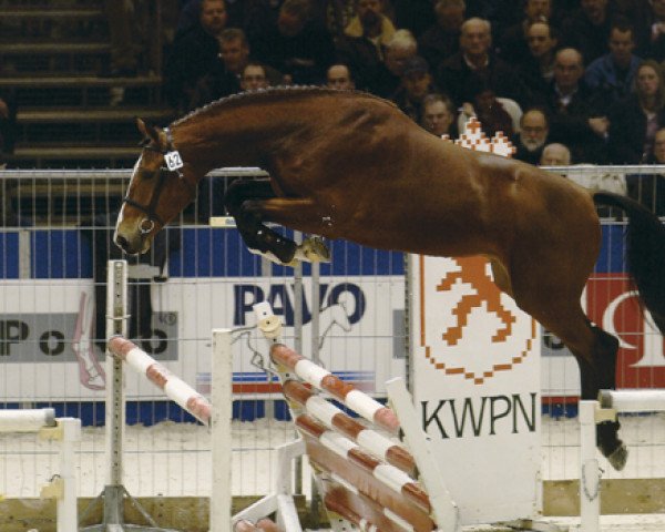 Deckhengst Tadmus (Koninklijk Warmbloed Paardenstamboek Nederland (KWPN), 2000, von Sable Rose)