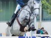 jumper Caridor's Boy (Oldenburg show jumper, 2009, from Caridor)