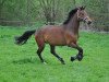 dressage horse Snow M (Rhinelander, 2010, from Sir Donnerhall I)