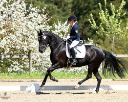 broodmare Hermine (German Riding Pony, 2010, from Honeymoon-Hugo)