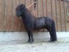 Dressurpferd Blacky (Shetland Pony (unter 87 cm), 2006)