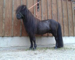 dressage horse Blacky (Shetland pony (under 87 cm), 2006)