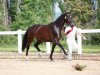 broodmare Rio's Santa Fee (German Sport Horse, 2009, from Rio Akzento)