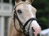 Dressurpferd Champion's Duvall (Deutsches Reitpony, 2004, von FS Champion de Luxe)