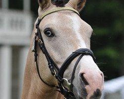 Dressurpferd Champion's Duvall (Deutsches Reitpony, 2004, von FS Champion de Luxe)