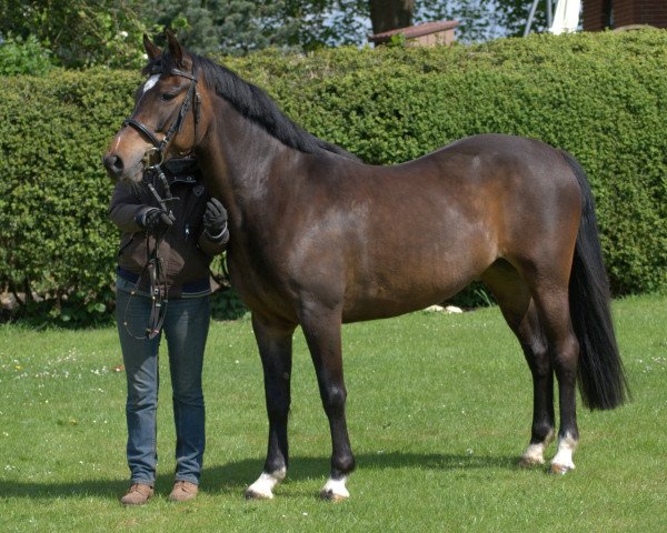 Pferd Tequila (Welsh-Cob (Sek. C), 2009, von Turnina's Gismore)