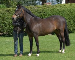 horse Tequila (Welsh-Cob (Sek. C), 2009, from Turnina's Gismore)