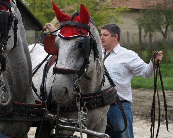 stallion Conversano Pompás (Lipizzaner, 2003, from 1946 Conversano XXIII-6)