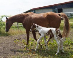 stallion Rideck (German Sport Horse, 2015, from Romario)