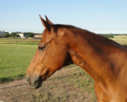 broodmare Winnipeg (Westphalian, 1992, from Weinberg)