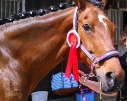 broodmare Parissa 3 (Oldenburg show jumper, 2002, from Legal Legend xx)