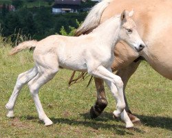 dressage horse Kisco (Fjord Horse, 2015, from Kelvin)