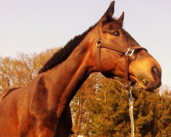 broodmare Antea (Hanoverian, 1993, from Aarking xx)