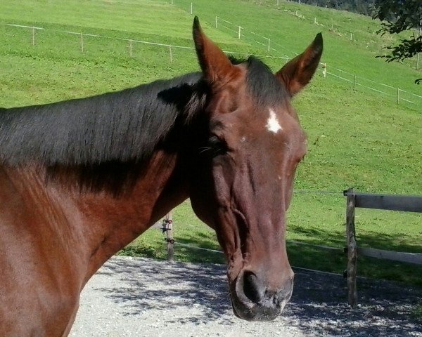 horse Gaetano 11 (Oldenburg, 1987, from Goldstern)