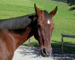 horse Gaetano 11 (Oldenburg, 1987, from Goldstern)