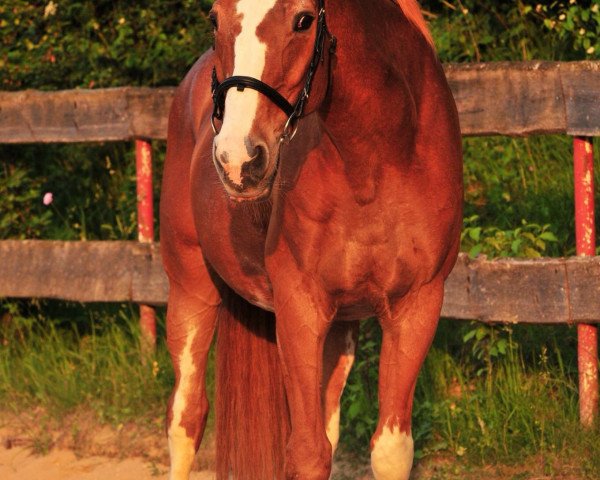 broodmare Wa-Wuschel (Württemberger, 1990, from Westinghouse)