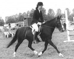 Zuchtstute Monkshorn Melony (New-Forest-Pony, 1961, von Monkshorn Bimbo)