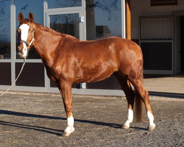 Pferd Winzerin (Hannoveraner, 1999, von Weltmeyer)