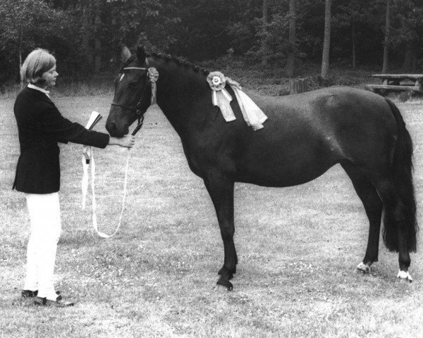 broodmare Prescott Kate II (New Forest Pony, 1964, from Prescott Junius)