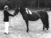Zuchtstute Prescott Kate II (New-Forest-Pony, 1964, von Prescott Junius)