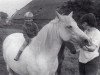 Zuchtstute Prescott Winsome (New-Forest-Pony, 1959, von Prescott Junius)