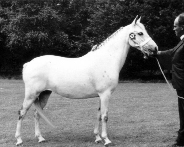 Zuchtstute Prescott Joan II (New-Forest-Pony, 1960, von Newtown Dandy)