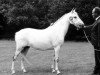 Zuchtstute Prescott Joan II (New-Forest-Pony, 1960, von Newtown Dandy)