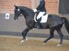 dressage horse Waldo 49 (KWPN (Royal Dutch Sporthorse), 2003, from Haarlem)