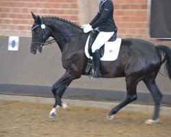 dressage horse Waldo 49 (KWPN (Royal Dutch Sporthorse), 2003, from Haarlem)