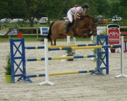 jumper Calvadera (Oldenburg show jumper, 2004, from Stakkato)