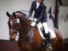 dressage horse Wontreux Deux (Hanoverian, 2003, from Waterford)